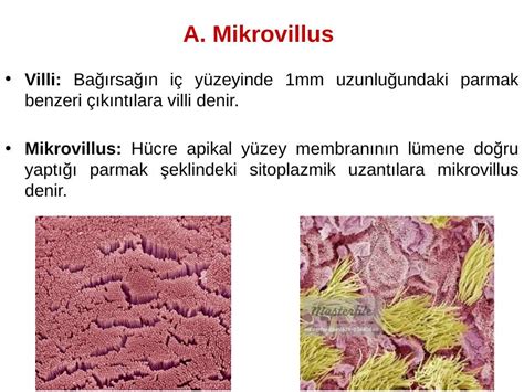 mikrovillus nerede bulunur